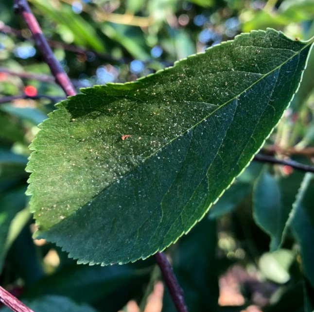 Twospotted spider mites and webbing